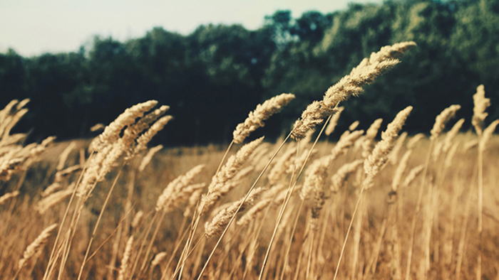 短信免费轰炸网页入口